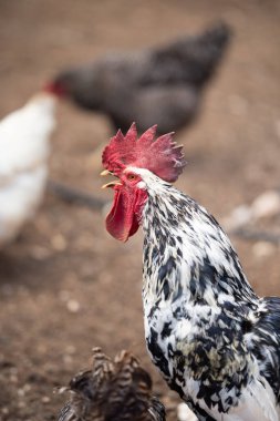 Tüy desenli renkli bir horoz, bir çiftlik bahçesinde duruyor. Etrafı tavuklarla çevrili. Kırsal hayatın ve kuş çeşitliliğinin cazibesini vurguluyor.