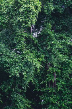 Arka plan için bir Banyan Ağacı Yeşil yaprakları.