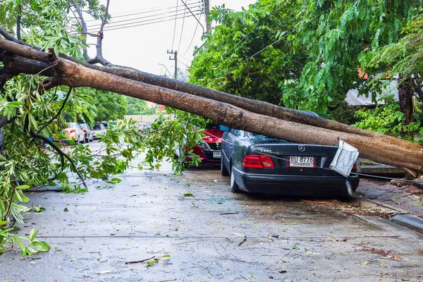 Nontaburi, Tayland - 31 Mayıs 2025 - Düşmüş bir ağaç blokları sokağı, park halindeki arabalara zarar vermek ve karışıklık yaratmak