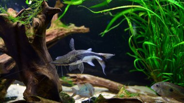 tropikal balık üzerinde coral reef akvaryum fotoğraf
