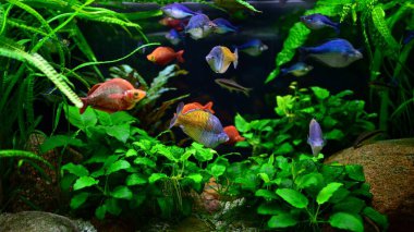 tropikal balık üzerinde coral reef akvaryum fotoğraf