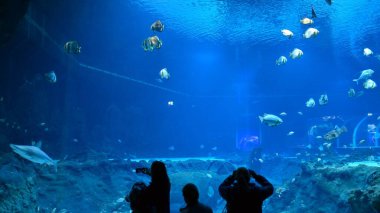 Many people observe and photograph fish in the aquarium.