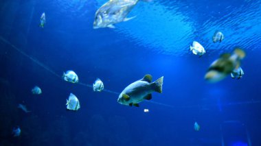 tropikal balık üzerinde coral reef akvaryum fotoğraf