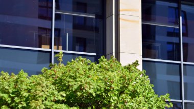 Yeşil ağaç ve cam ofis binası. Doğanın ve modernliğin ahengi. Taze yeşil ağaçlar ve ofis binası, iş konsepti. Modern şehir konseptinde yankı oluşturma.  