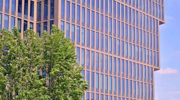 Reflection of modern commercial building on glass with sunlight. Eco architecture. Green tree and glass office building. The harmony of nature and modernity.