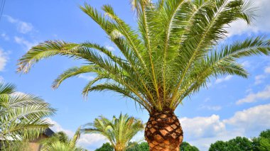 Bulutsuz mavi gökyüzüne karşı yeşil dalları olan palmiye ağaçları. Hindistan cevizi ağacı, yaz palmiyesi yaprakları. 