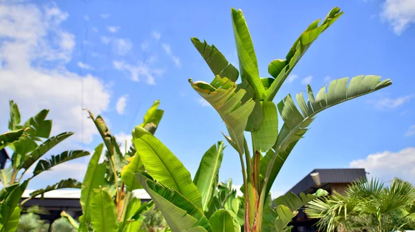Drzewa Bananowe Rosnące Dużymi Liśćmi Bananów Tle Błękitnego Nieba — Zdjęcie stockowe