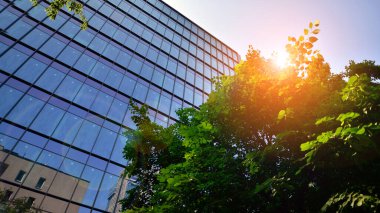 Çevre mimarisi. Yeşil ağaç ve cam ofis binası. Doğanın ve modernliğin ahengi. Modern ticari binanın yansıması güneş ışığıyla cam üzerine.. 