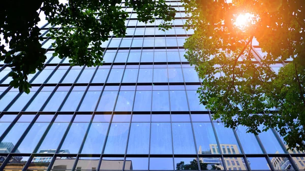 Eco architecture. Green tree and glass office building. The harmony of nature and modernity. Reflection of modern commercial building on glass with sunlight.