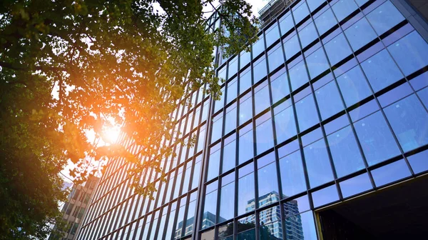 stock image Eco architecture. Green tree and glass office building. The harmony of nature and modernity. Reflection of modern commercial building on glass with sunlight. 