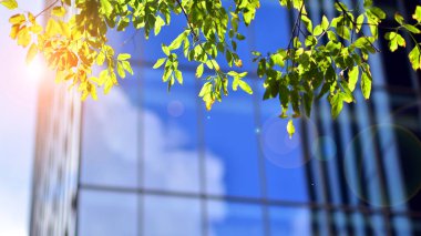 Modern ticari binanın güneş ışığıyla yansıması. Çevre mimarisi. Yeşil ağaç ve cam ofis binası. Doğanın ve modernliğin ahengi. 