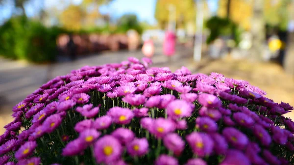 Flowers in the cemetery. Flowers standing on graves. Bunches of purple chrysanthemum flowers.