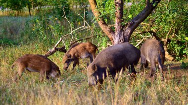 açıklıkta Wild Boar.