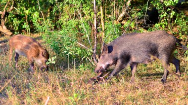 açıklıkta Wild Boar.