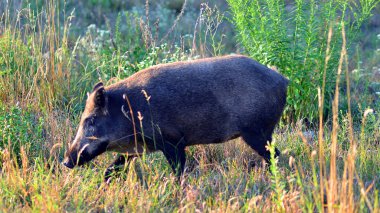 açıklıkta Wild Boar.