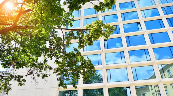 Çevre mimarisi. Yeşil ağaç ve cam ofis binası. Doğanın ve modernliğin ahengi. Modern ticari binanın yansıması güneş ışığıyla cam üzerine.. 