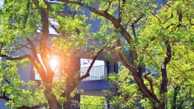 Yeşil bölgedeki yeni apartman blokları. Eko apartman binası enerji ve temiz hava tasarrufu sağlıyor. Yeşil ağaç ve yeni apartman. Doğanın ve modernliğin ahengi.