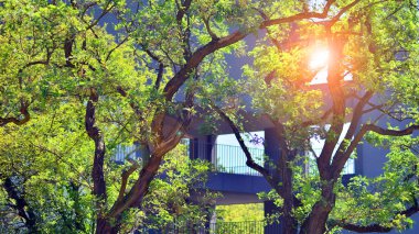 Yeşil bölgedeki yeni apartman blokları. Eko apartman binası enerji ve temiz hava tasarrufu sağlıyor. Yeşil ağaç ve yeni apartman. Doğanın ve modernliğin ahengi.