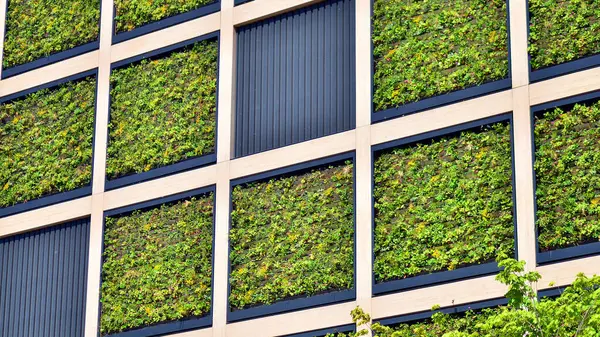Ön cephesinde bitkiler olan yeşil ofis binası. Ekoloji ve yeşil yaşam şehirde, kentsel çevre kavramı. Çevre mimarisi. 