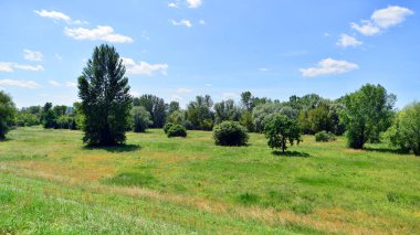 Nehrin çimenli kıyısında yaz manzarası ağaçların arasında taşar..