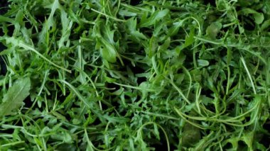 Arugula yaprakları tüm kareyi kaplarken daha fazlası yavaşça üstten düşüyor..