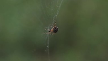 Bir örümceğin sessizce ördüğü ya da ağını ördüğü makro bir görünüm