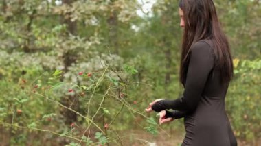 Ormandaki dikenli dallardan gül kalçası toplayan bir kadın. Ellere ve canlı kırmızı çileklere odaklanıyor..