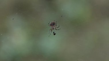 Örümceğin örümceği, bir kozaya sarılmış avıyla birlikte ormanın arka planında dinlenir..