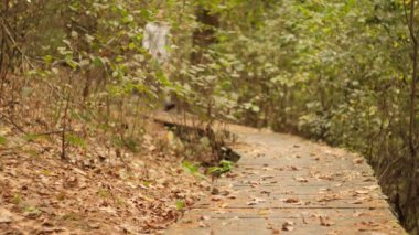 Ormanda düşen sonbahar yapraklarıyla kaplı ahşap bir yolda yürüyen bir yürüyüşçü..