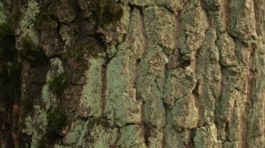 Ormandaki ağaç gövdesinin dokusu eski bir meşe ağacı kabuğunun dokusu olan 4K 'yı kapat.