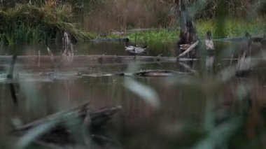 Mallard ördekleri, sazlıklar ve ağaçlarla dolu sakin bir orman göletinde dinleniyor..