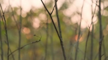 Arkaplanda bulanık bir bokeh etkisi ile odaklanmış ince dallar, gün batımında yakalanır..