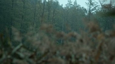 Bulanık sazlıklar rüzgarda sallanırken arka planda yavaşça görünen uzun ağaçlarla.