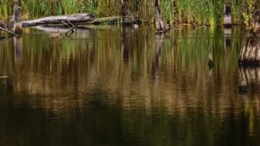 Ördekler yaşlı kütüklerle çevrili ve ördek yosunlarıyla kaplı vahşi bir gölde yüzüyorlar.