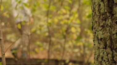 Sonbahar ormanındaki ağaç kabuğunun detaylı görüntüsü. Arka planda bulanık bir insan orman yolunda yürüyor..