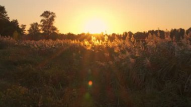 Uzun otlar ve kamışlardan oluşan siluetlerle dolu bir bataklıkta gün batımı huzurlu bir doğal manzara yaratıyor..
