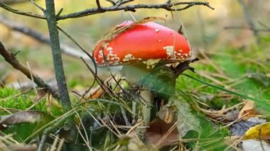 Ormandaki Amanita mantarları, potansiyel mikrodoz faydaları ve zihinsel berraklık ve refah üzerindeki etkileri için değerlidir..