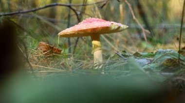 Ormandaki Amanita mantarları, potansiyel mikrodoz faydaları ve zihinsel berraklık ve refah üzerindeki etkileri için değerlidir..