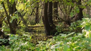 Yoğun bir ormanda, yeşil eğreltiotlarıyla çevrili, sakin sulardaki ağaçları yansıtan sakin bir gölet..