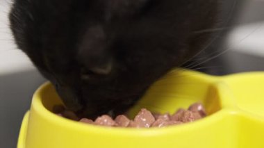 Siyah bir kedinin sarı bir kaseden nemli kedi maması yiyerek yemek dokusunu ön plana çıkardığı yakın plan..