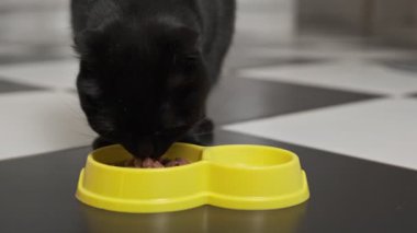 Aç bir siyah kedi sarı bir kaseye doğru koşar ve yakın çekim görüntüsünde ıslak kedi maması yer..