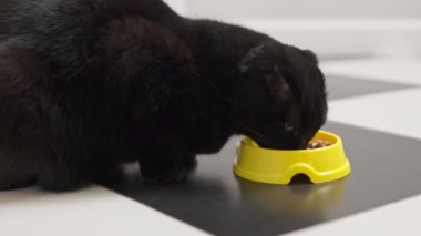 Siyah bir kedinin sarı bir kaseden nemli kedi maması yiyerek yemek dokusunu ön plana çıkardığı yakın plan..