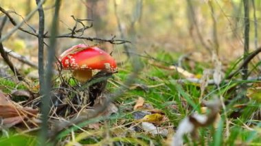 Sonbahar yaprakları ve güneşli bir ormanda yosunlarla çevrili beyaz benekli kırmızı mantar mantarlarına yakın çekim..