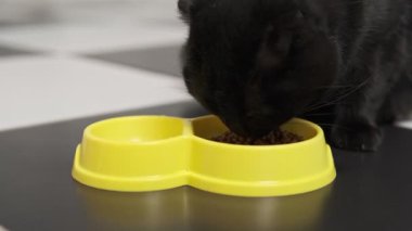 Siyah kedi, sarı bir kaseden kedi maması yiyor.