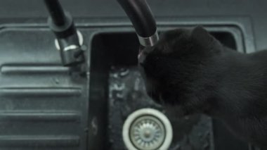 Siyah bir kedinin musluktan su yalarkenki görüntüsü merak ve su kaybını gösteriyor..