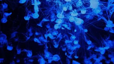 Karanlık sularda parlayan denizanaları, yumuşak bir şekilde titreşiyor ve dünya dışı bir derin deniz atmosferi yaratıyor..