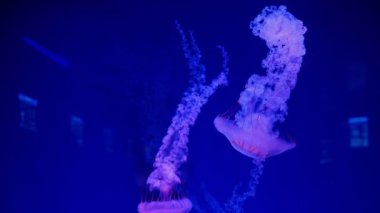 Birden fazla denizanası mavi bir akvaryumda süzülüyor, zarif, akıcı dokunaçlarını sergiliyor..