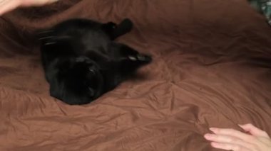 Siyah kedi evcil hayvanıyla oynayan bir adam ve komik kedi ısırıkları. Yüksek kalite 4k görüntü