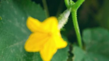 Sarı çiçekli küçük salatalık ve bahçe yatağına yakın dallar. Salatalık yumurtalığı, bahçedeki genç salatalık. Sarı çiçeklerle açan salatalık bahçedeki çiftliğe bağlandı.