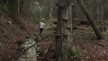 Geniş Ağaçlar ve Reishi mantarlarıyla Gizemli Ormanı Keşfeden Genç Adam